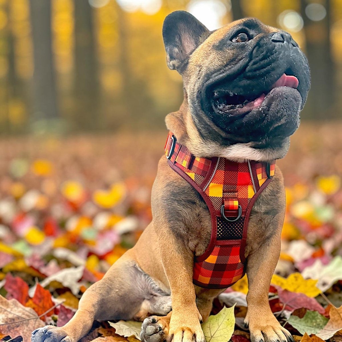 Frenchie in the fall collection